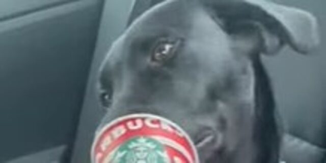 Un cucciolo di Labrador nero si gusta il suo puppuccino (VIDEO)