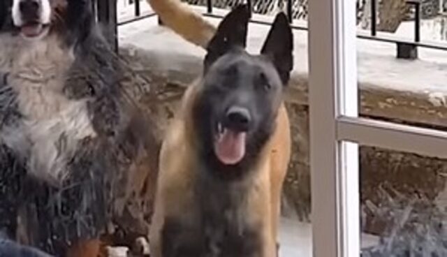 Cucciolo di Malinois balla davanti alla finestra di casa (VIDEO)