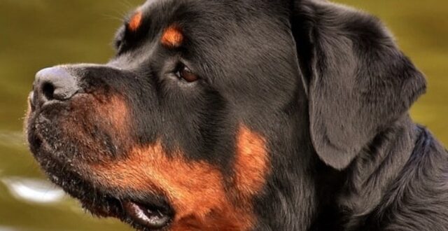 Cucciolo di Rottweiler Pride adora molto guardare i fuochi d’artificio (VIDEO)