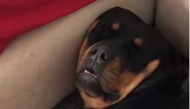 Un cucciolo di Rottweiler dorme e la sua piccola umana lo disturba (VIDEO)