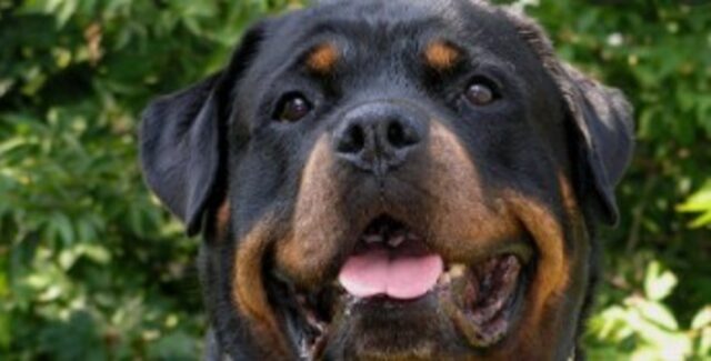 Cucciolo di Rottweiler gioca con la propria umana e insieme si divertono moltissimo (VIDEO)