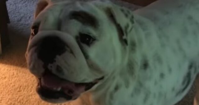 Cucciolo di Bulldog inglese mostra la propria casa speciale (VIDEO)