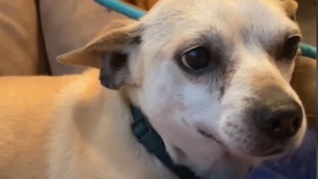 Il cucciolo di cane Arnold ha conosciuto la felicità dopo la grande paura (VIDEO)