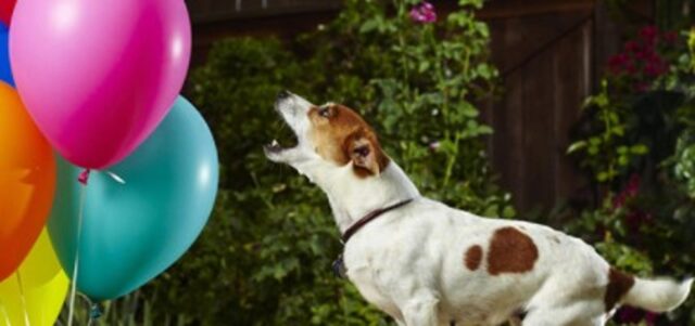 Cucciolo di cane Dusty gioca a palloncino la notte di Capodanno (VIDEO)