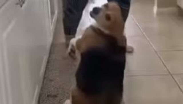 Cucciolo di cane balla con la sua proprietaria e insieme formano un bel duo (VIDEO)