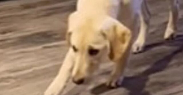 Cucciolo di cane crede di attaccare il fratello; qualcosa distrae la sua attenzione (VIDEO)