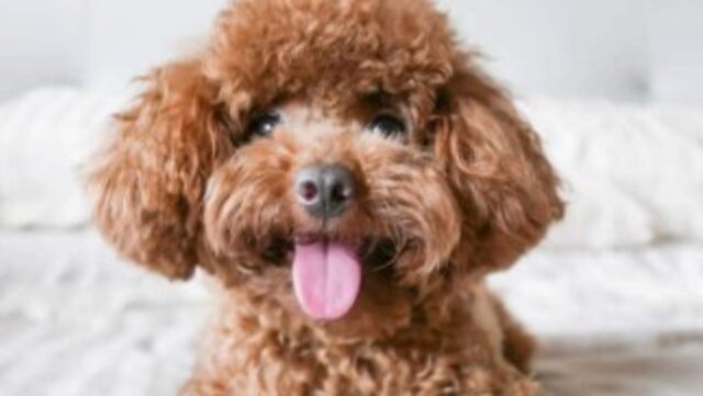 Cucciolo di cane è colpevole di aver mangiucchiato un wurstel (VIDEO)