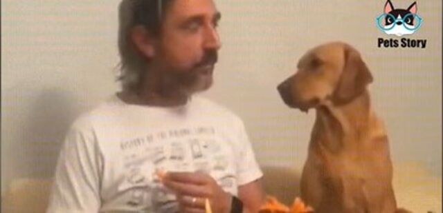 Cucciolo di cane fa finta di non interessarsi al cibo che mangia il proprietario (VIDEO)