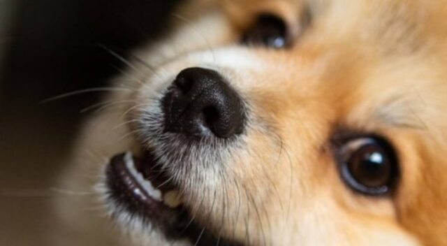 Cucciolo di cane protegge il proprio umano riverso per terra (VIDEO)