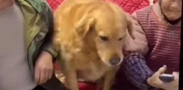 Un cucciolo di Golden Retriever divide i due proprietari che fingono di litigare (VIDEO)