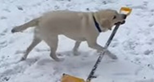 Cucciolone di Labrador Retriever prova ad aiutare il suo proprietario a togliere la neve (VIDEO)