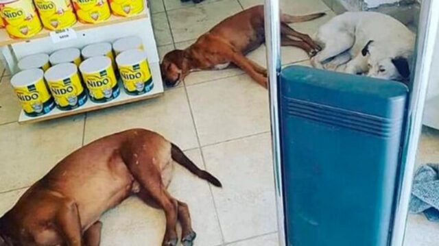 Durante una giornata molto afosa e una temperatura di circa 40°C, una farmacia ha permesso a 3 cani di riposare con l’aria condizionata