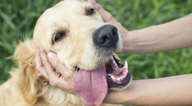 Golden Retriever cerca di aiutare il suo proprietario a prendere il suo giocattolo (VIDEO)