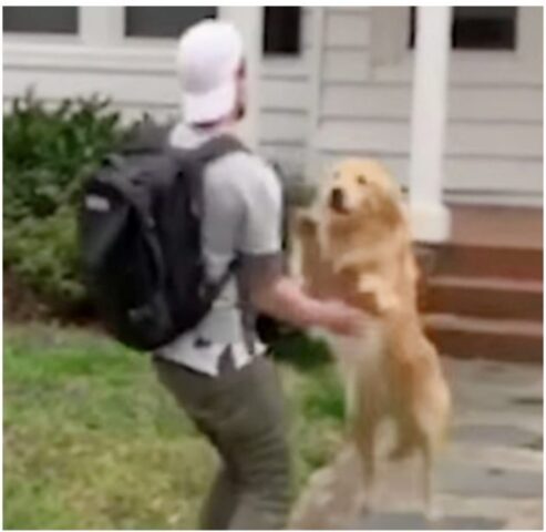 Cucciolo di cane dolcissimo salta sopra al suo padrone ogni volta