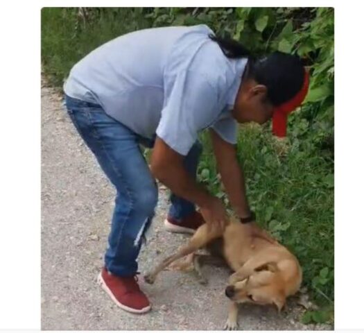 Cucciola di cane viene ritrovata dal suo padrone che scoppia in lacrime