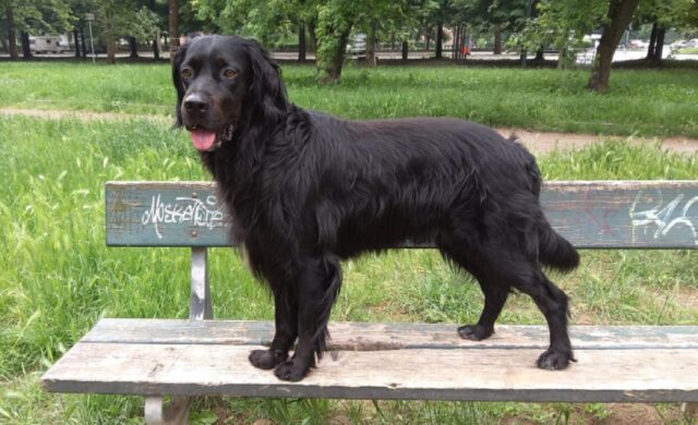 Lanzo Torinese, scappa via smarrendosi un cane simil Setter, risponde al nome di Leo