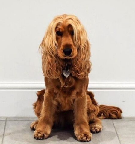 Cucciolo di cane dolcissimo ha dei capelli davvero da invidiare