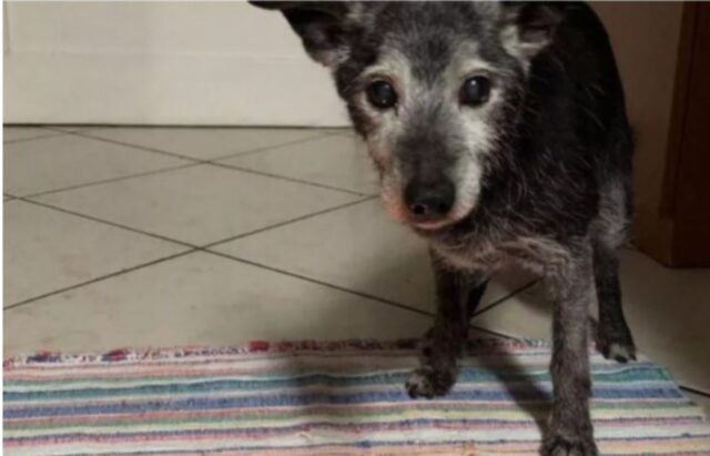 Cucciolo di cane abbandonato al freddo ora ha la sua rivincita