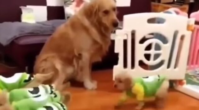 Mamma Golden Retriever aiuta la proprietaria nella gestione dei propri cuccioli (VIDEO)