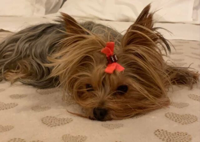 Monte San Savino, scomparsa una cagnolina Yorkshire Terrier, per Mia si teme il rapimento