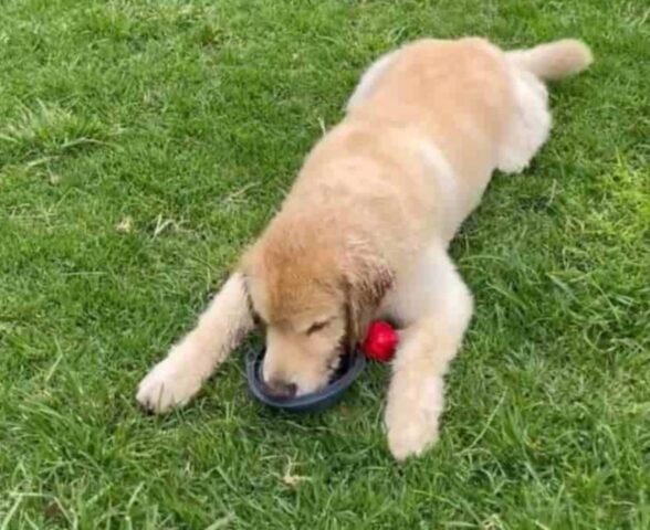 Cucciolo di cane non vuole andare via dal parco e inventa una scusa