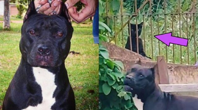 La padrona temeva che il suo pitbull attaccasse il gatto del vicino, ma un video ha rovesciato gli eventi