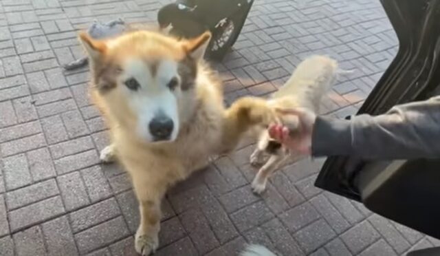 Quattro cuccioloni di cane si divertono ad assecondare la loro umana (VIDEO)