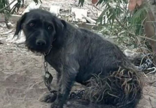 Cucciolo di cane legato ad una catena da tutta la vita