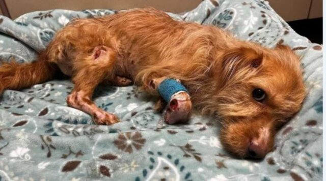 Cucciolo di cane portato d’urgenza in clinica da un Uber