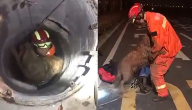 Cucciolo di cane fa festa dopo esser stato salvato da un pozzo profondissimo