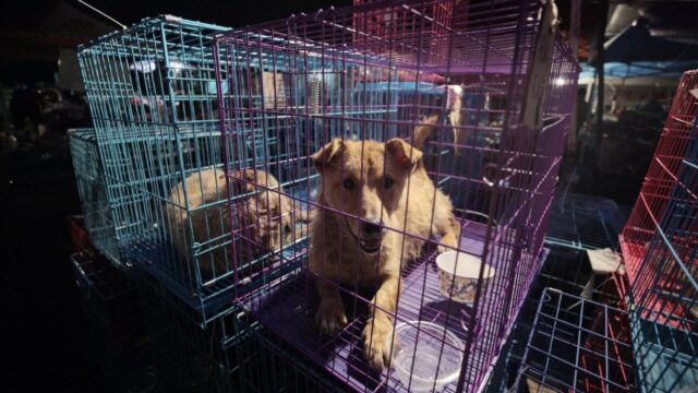 22 cani salvati da un macello illegale in Cina: ci sono volute 17 ore