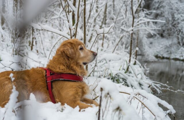 8 foto di cani che forse non riescono a rendersi conto di quanto siano realmente grandi