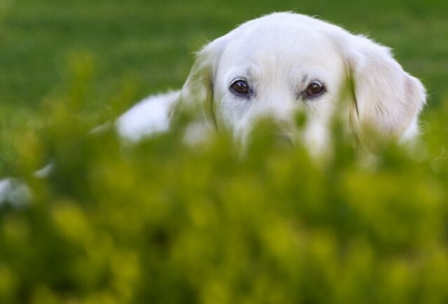 8 foto di cani che hanno raggiunto la finale in una meravigliosa competizione fotografica