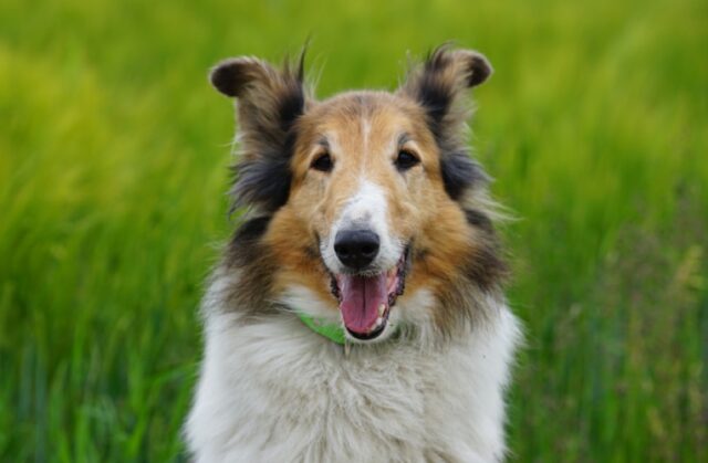 8 foto di cani che in un futuro vorranno dar vita ad un programma televisivo comico