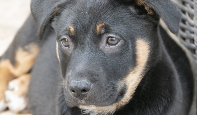 8 foto di cani che le provano tutte pur di strappare una risata a chiunque