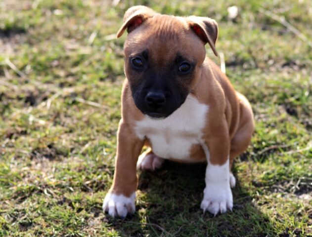 8 foto di cani che non possono minimamente sedersi come tutti gli altri amici a 4 zampe