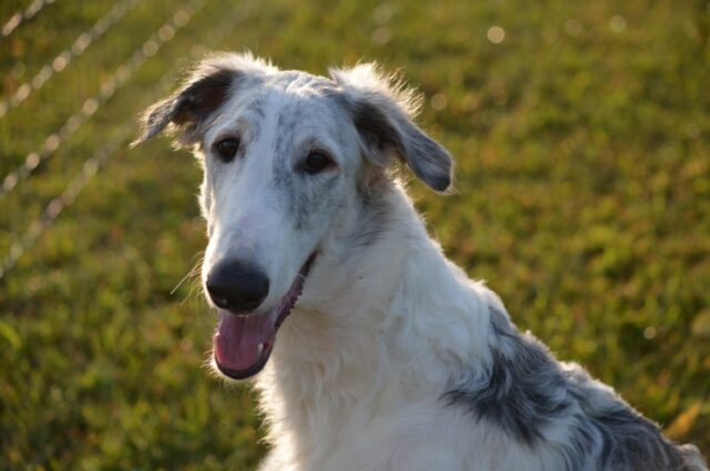 8 foto di cani che serviranno nel caso aveste necessità di farvi una risata