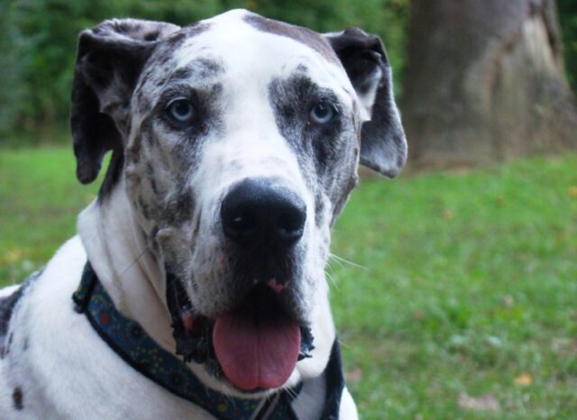 8 foto di cani così grandi da far venire i dubbi sulla loro reale esistenza