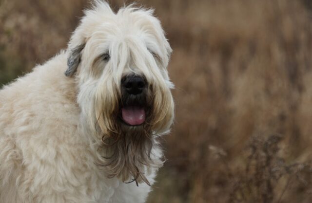 8 foto nelle quali il cartello “Attenti al cane” non sembra essere preso troppo sul serio