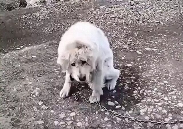 Atena, la cagnolona anziana abbandonata con una catena intorno al collo