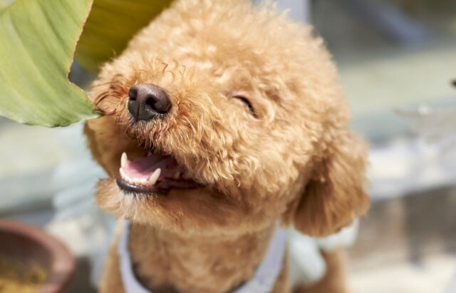 Cane disabile non riesce a controllare la sua felicità per la nuova rampa per sedie a rotelle