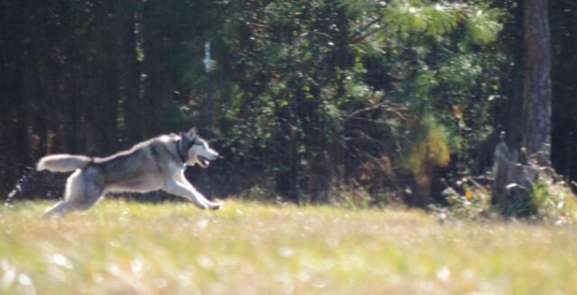 Biscuit, l’Husky finalmente libero dopo aver passato una vita in catene