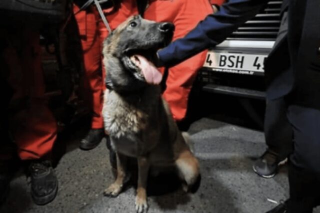 Bob, il cane da soccorso che ha salvato una gatta rimasta intrappolata