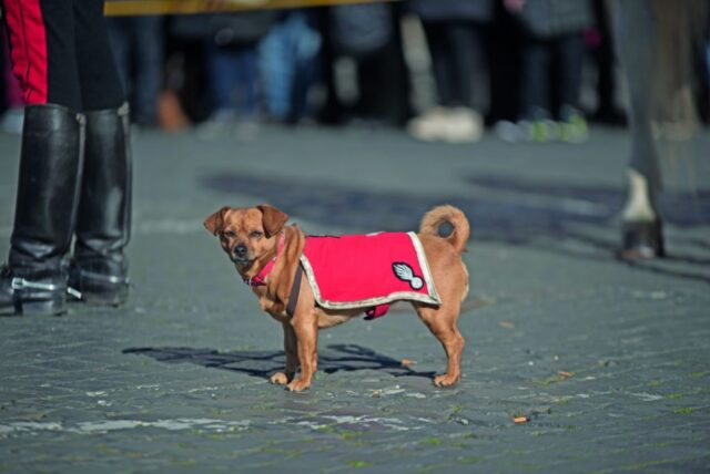 Briciola, la cagnolina presente alla cerimonia di insediamento di Mattarella