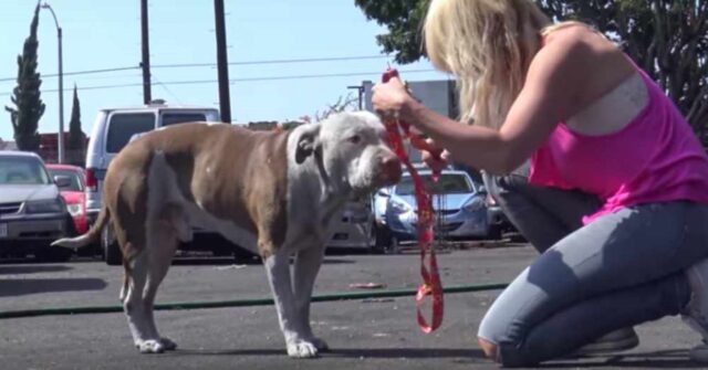 Bruto, il Pitbull che stava marcendo per le strade della città