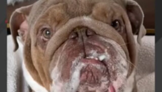 Il Bulldog inglese Mugshot ha un nome che rispecchia la sua personalità (VIDEO)