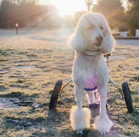 Didiè, il cane disabile che con il suo umano sta aiutando altri cani come lui