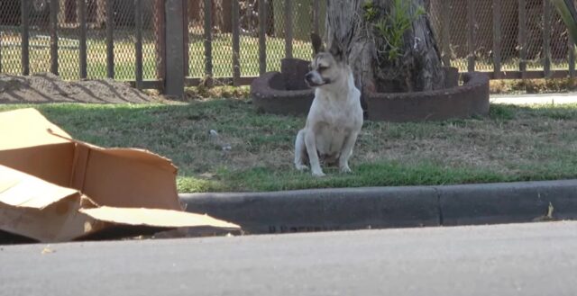 Frijoles, il cane lasciato sul marciapiede che aveva solo una scatola con sé