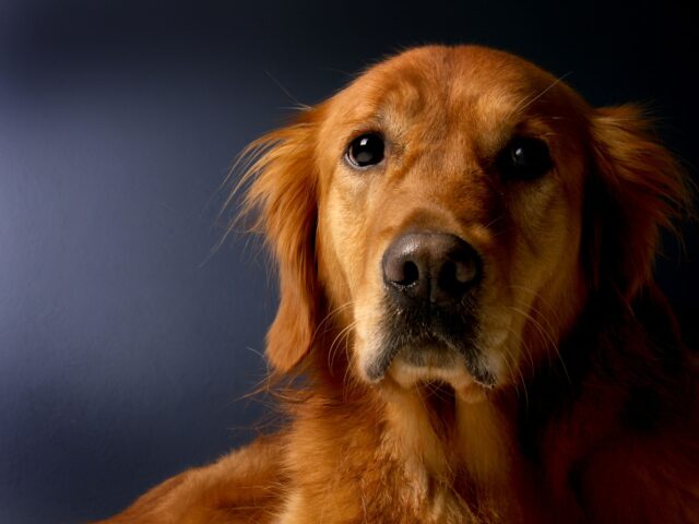 Golden Retriever scomparso si riunisce con a sua famiglia grazie a un altro cane e ai vigili del fuoco