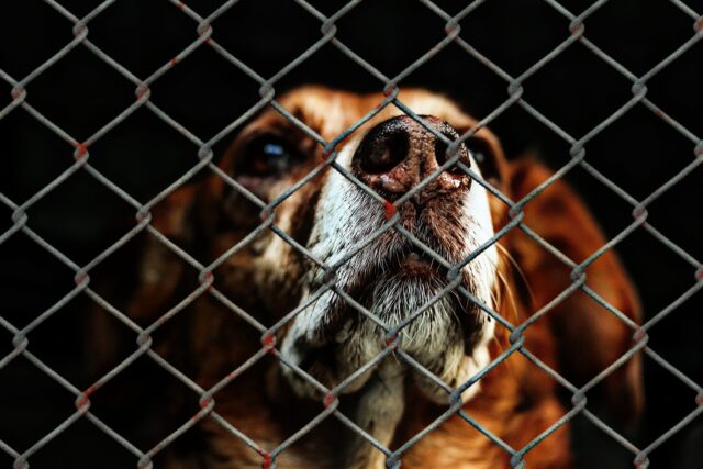 Donna lascia il cane in canile e poi si fa un selfie con il dito medio alzato